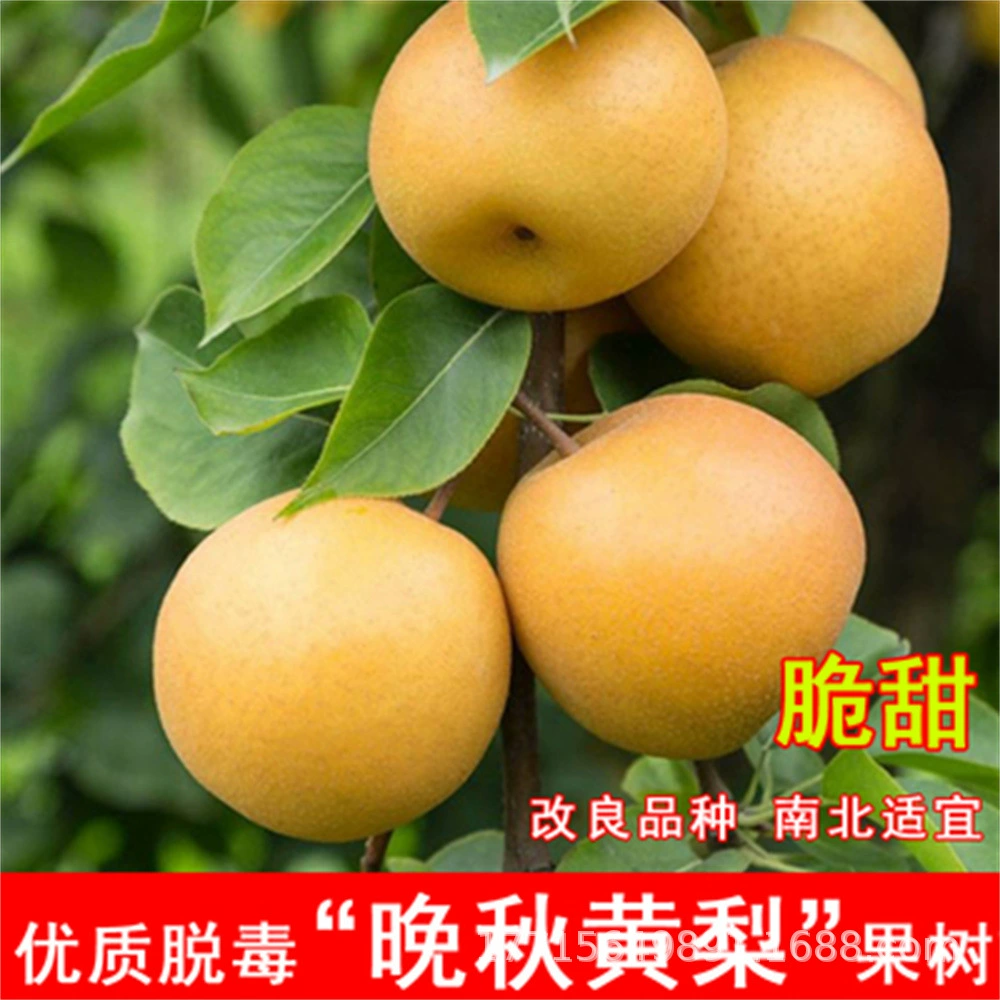 Ароматные саженцы груши yuluxiang саженцы груши прививки рассады груши в горшках посадка саженцев плодовых деревьев Юг-Север посадка груши