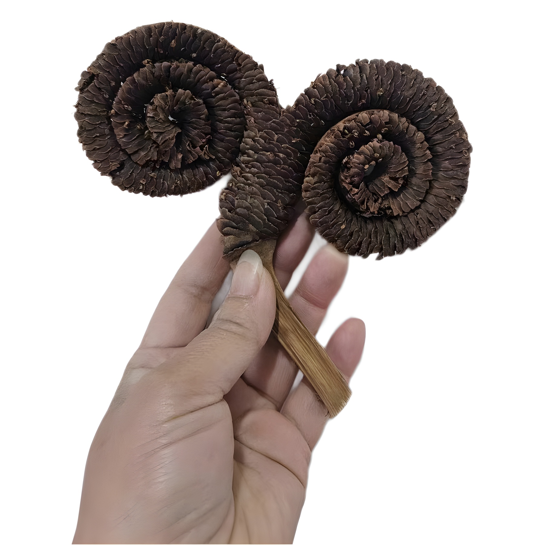 carousel-thumb-4