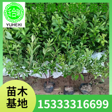 ëNëNļͥԺGľ@ֲ@Në