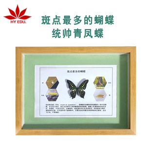 Insect-Like Commander Qingfeng Butterfly Specimen, Real Insect Display, Clear and Complete, Scientific and Educational Cognition for Students
