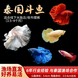 鱼缸;造景/装饰;水族过滤设备