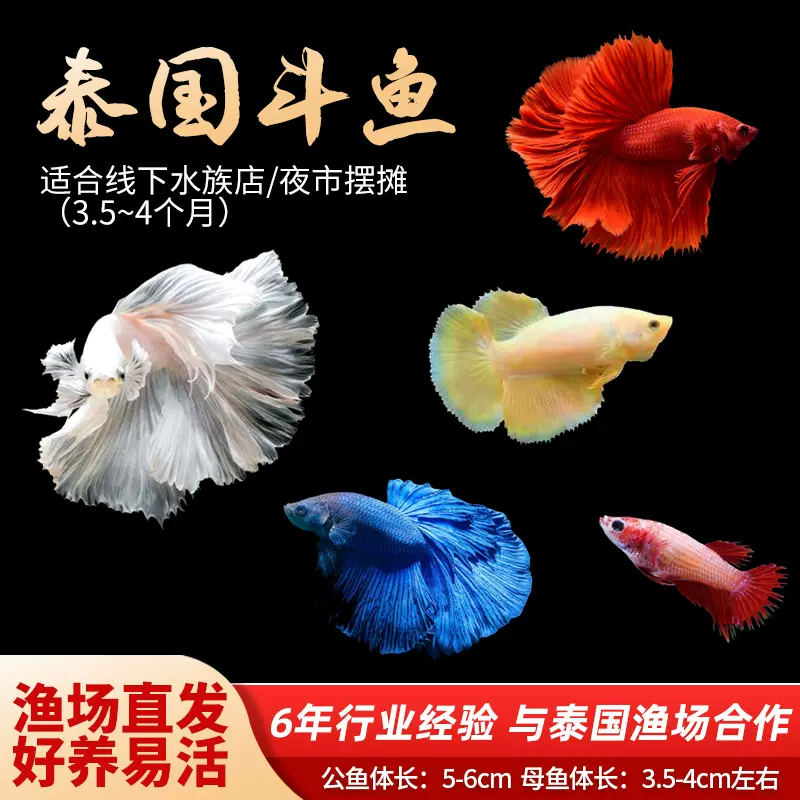 泰国进口斗鱼纯白半月将军浅色系公母活体热带观赏鱼多品种斗鱼