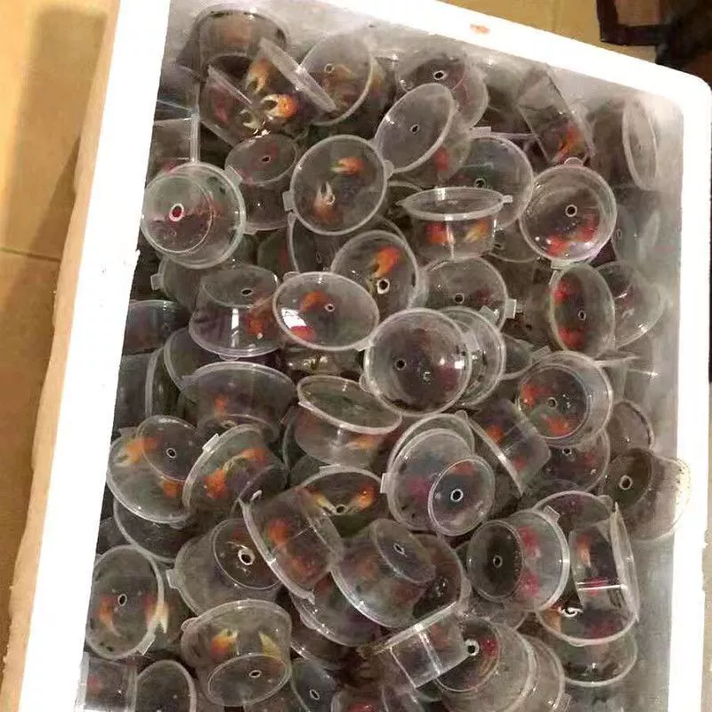 Уличный краб, краб-генерал, краб с перцем чили, оптовый декоративный краб, краснокогий краб, свежий.