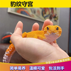 豹纹守宫蜥蜴幼活体网红萌宠入门级爬宠异宠温顺可爱好养活无毒