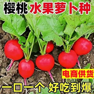 1�����}���N�Ӵ�ȫˮ����������}�������ļ��N�̨�����߲˷N��