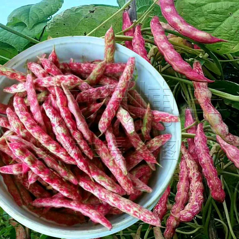 Семена красной золотистой фасоли северо-востока, высокоурожайные четырехсезонные семена масляной фасоли для весеннего и осеннего вьющегося растения, овощные семена фасоли-боба