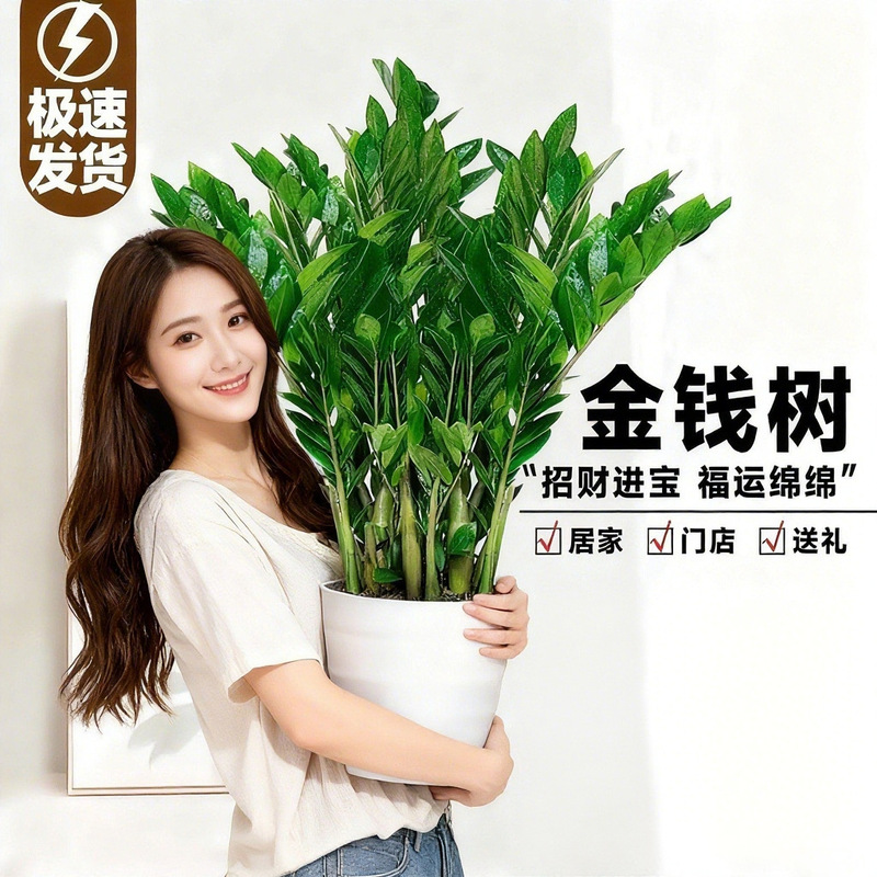 Money Tree Potted Plant for Indoor Living Room, Easy-To-Care-For Large Green Plant, Office Large Flower Pot, Attracts Wealth and Prosperity Money Tree Potted Plant for Indoor Living Room, Easy-To-Care-For Large Green Plant, Office Large Flower Pot, Attracts Wealth and Prosperity