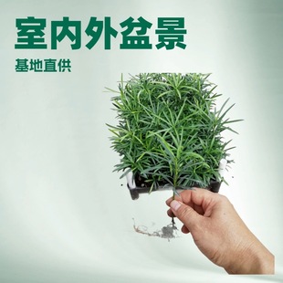 The Monthly Sales of Large Local Podocarpus Micro-Landscape Indoor Green Plant Bonsai Potted Plants Are Guaranteed and Shipped Quickly and Evergreen All Year Round