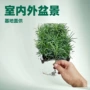 本地景观常绿四季绿植