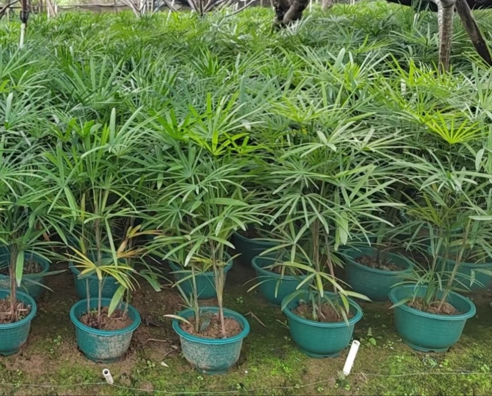细叶棕竹 棕竹广东观音竹 中山棕竹 棕竹产地 棕竹报价-阿里巴巴