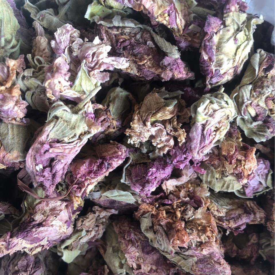 批发 芙蓉花 拒霜花 木莲 地芙蓉 花木 酒醉芙蓉代嚰粉