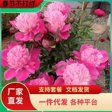 һ�����l��ѿ��ș����N���ذ�����҃����ļ��_�����Ի����r��ֲ