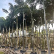 丛生狐尾椰子产地 耐寒布迪椰子 浙江华棕农户批发造景棕榈树