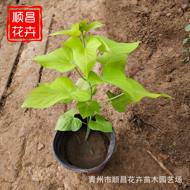 Золотой лист картофеля чашка рассада цветок кровать в горшках Золотой лист картофеля Цинчжоу Многолетние травы Золотая база картофеля лист Оптовая скидка