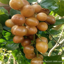 ����S���]�����ϻ�ɽ���SƤ�����r���Ǯ����Fժ�����S����ˮ��