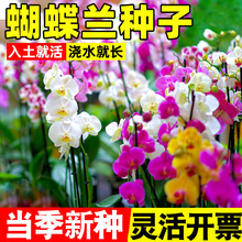 �����m�N���ļ��_���׳ɻ���������N���m������N���̨ͥԺ����