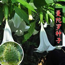 �����_���N�Ӷ����������_���ļ��҃��̨ͥԺ�������Զ�ɫ���Ȼ�