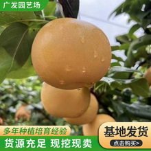 山东梨树苗基地  高脆甜无渣晚秋黄梨结果早产量高新品种梨树苗