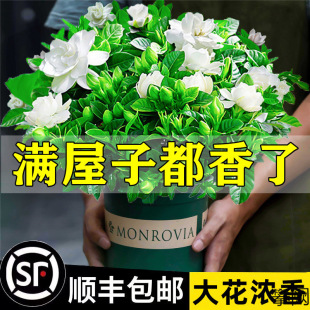�d�ӻ����Ի���ֲ���҃ȾG�}�j�̨ˮ��Gֲ�����ļ����B������