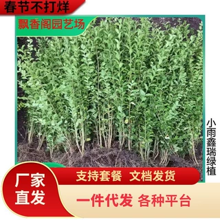 庭院树苗金叶女贞树苗女贞子树苗小叶女贞苗球金森女贞彩色绿化带