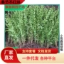 庭院小叶绿化带彩色树苗