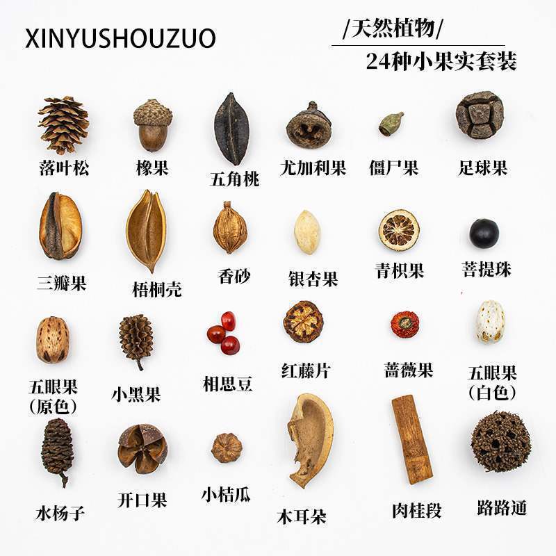 ドライフルーツ 松ぼっくりの種子標本 植物の実 手作りドライフラワー素材 猫の豊かな環境 幼稚園 自然|undefined