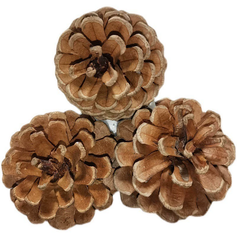 Трансграничный фестиваль сосновой шишки Ювелирные изделия Кулон креативное украшение съемки реквизит сухая сосновая башня сосна оптом