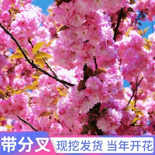 �ѻ��������Ե���ͥԺ�e�������L�����ձ��޽әѻ��G��������ľ