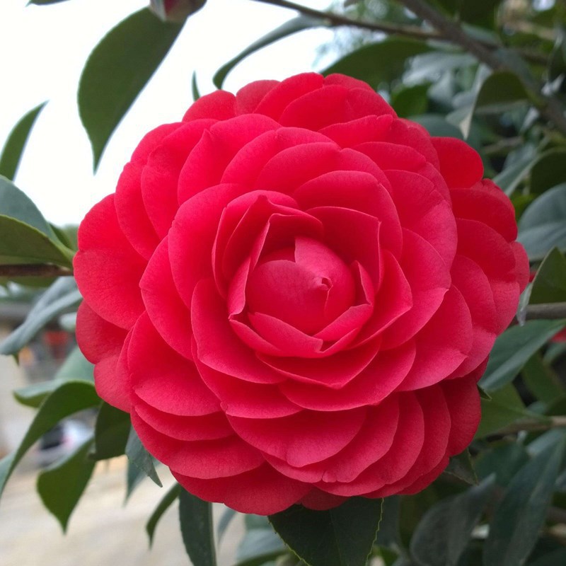 홍치단 5년생 모종(새싹이 많음)에 영양비료를 첨가함