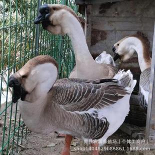 ���Ǫ{�^�Z�ش󼃷N��ɫ&middot;�{���^�����������^��С��F؛С�Z����