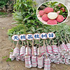 荔枝树苖无核桂味果树盆栽妃子笑水果树苗仙进奉嫁接果苗当年结果