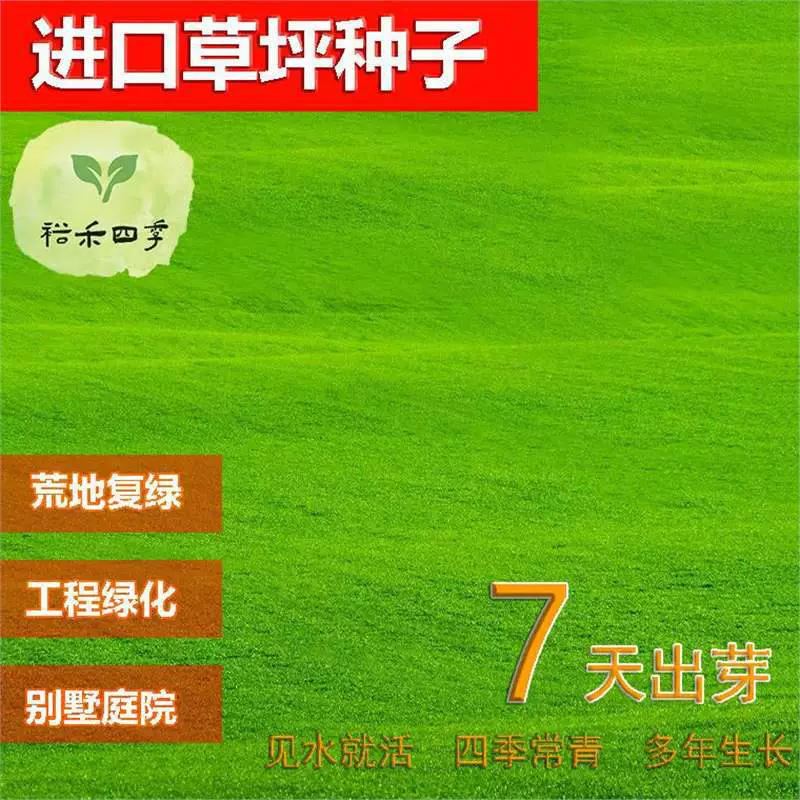 Импортные семена газонов, озеленение дворового газона, ячмень Манила, семена вечнозеленого газона, семена газонов
