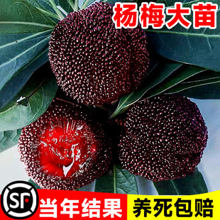 �����ɾӖ|����÷����玧���ϱ����޽ӹ�����������̿����Y��