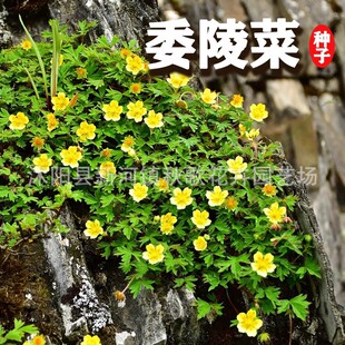 ί��˷N�Ѱ��^�̷N�Ӹ��ݷN��ͥԺ���������^�ر�ֲ���ͺ����