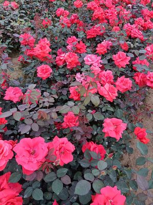 月季花苗盆栽四季開大花濃香果汁陽台庭院植物盆栽薔薇玫瑰花苗