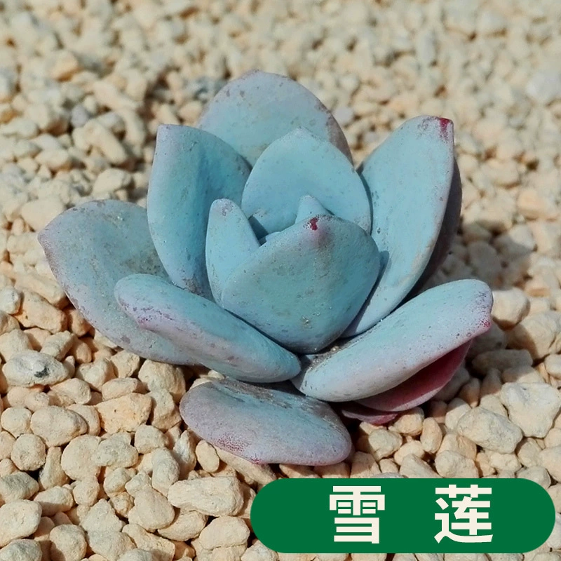 Сочные растения Saussurea invucrata Горшечное растение зеленое растение цветок горшечный цветок Комбинация офисный интерьер пальмовые декоративные украшения бонсай