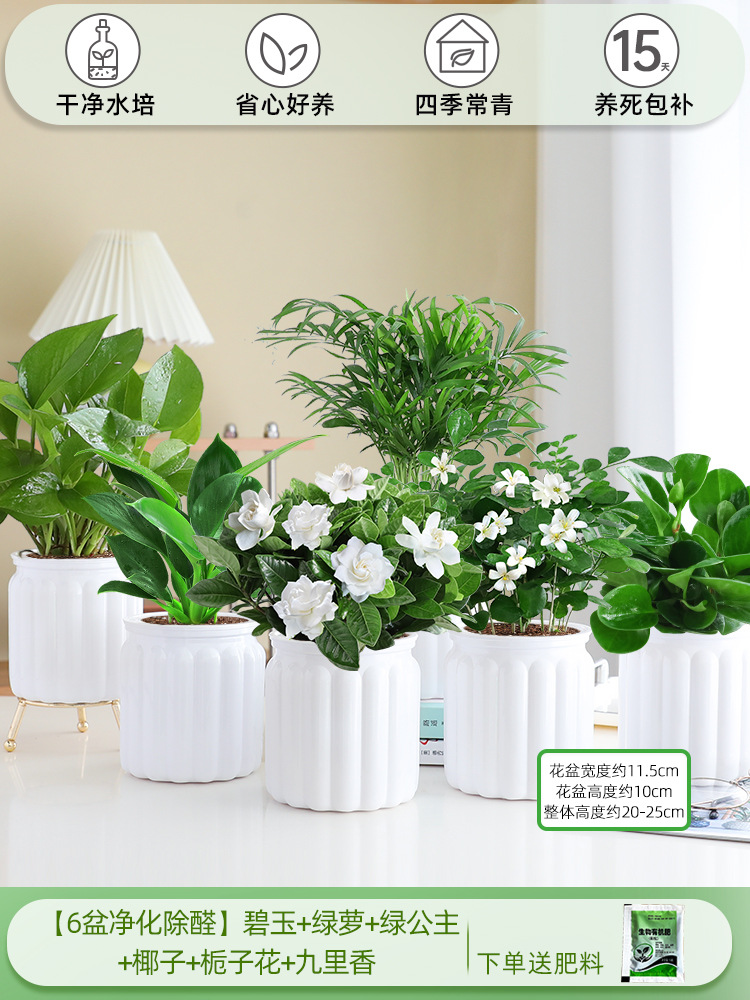 [6개의 정화 및 알데히드 제거 냄비] 재스퍼 + 포토스 + 그린 프린세스 + 코코넛 + 치자나무 + 지우리샹