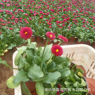 Daisy Pot Seedlings, Cold-Resistant Perennial Florals, Park Greening, Small Daisy Seedlings, Landscape Flower Sea, Multi-Color Wholesale