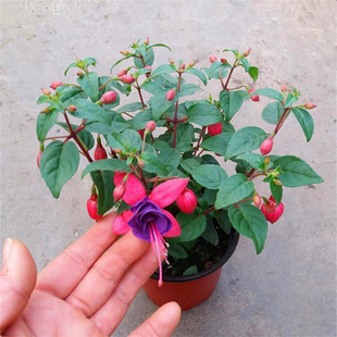 �ذ굹����R���ԟ��\��С����R���Ļ��紹����ɏ�����m�ļ��_��