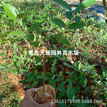 桃金娘捻子树苗别墅庭院风景树四季种植山捻子苗绿化盆景观赏盆栽