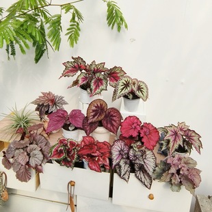 ��ɫϵ�ﺣ�ĺϼ� ����ɭ�Ļ��@ �҃ȟ�ֲ�^�~ֲ��Ī��˹�ﺣ��