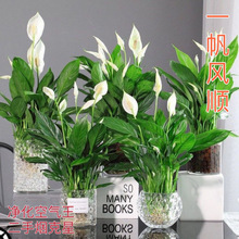 一帆风顺白掌室内驱蚊绿植水培植物花卉办公室招财客厅花清仓
