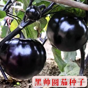 �ڎ��A�шA�ѷN�������Ѵ����߲˷N�Ӳ˷N���ѷN�����l