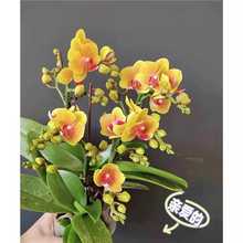 ?蝴蝶蘭花苗帶花劍帶花苞盆栽蘭花大苗客廳吸色陽台花卉四季好養