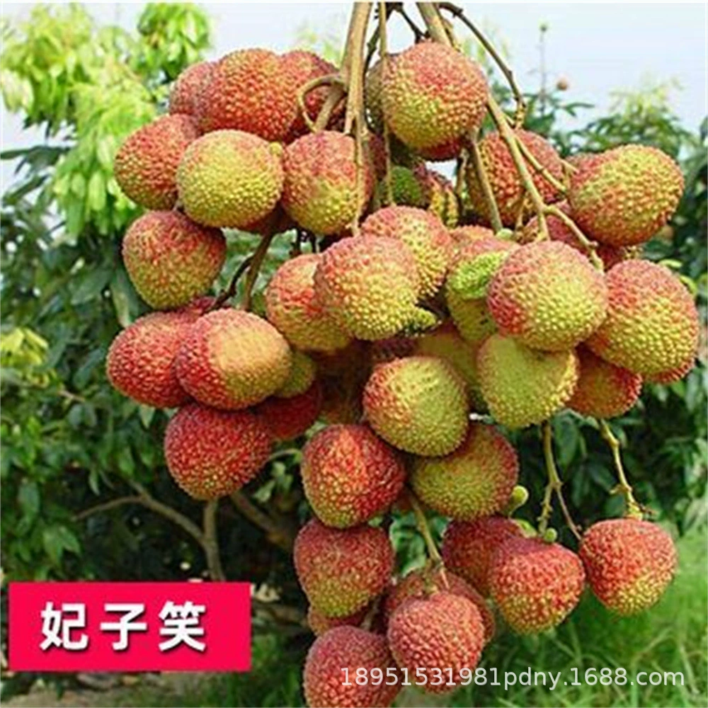 Прививка Личи Гуйвэй Саженец Feizixiao Клейкий рис Личи без косточек Горшок для рассады Посадка рассады года