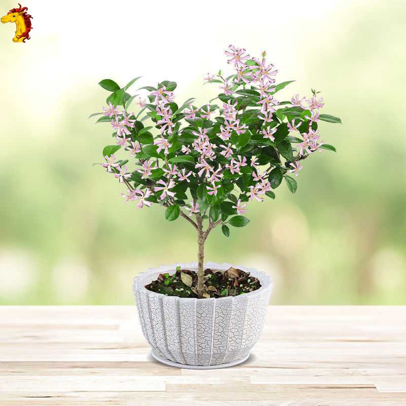 茉莉花苗粉色风车茉莉爬藤大苗懒人花卉好养盆栽花苗易活四季开花茉莉常青 种苗花卉网