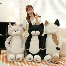 �羳����è����ë�����è����żŮ�����ޱ�����ͨ˯��è��������