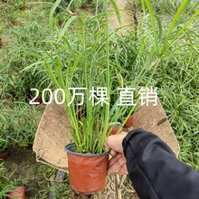 旱伞草风车草大小杯苗植物水生水培植物草旱伞风车草丛生旱伞草苗