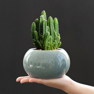 �������Gֲ��G�����մ��k��������ֲ�ﾰ���Դ�̖�S��ֱ�N���l