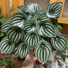 ����Ƥ���~���҃���ꎴ�С�~�Gֲ�W�t������С����������^�pֲ��